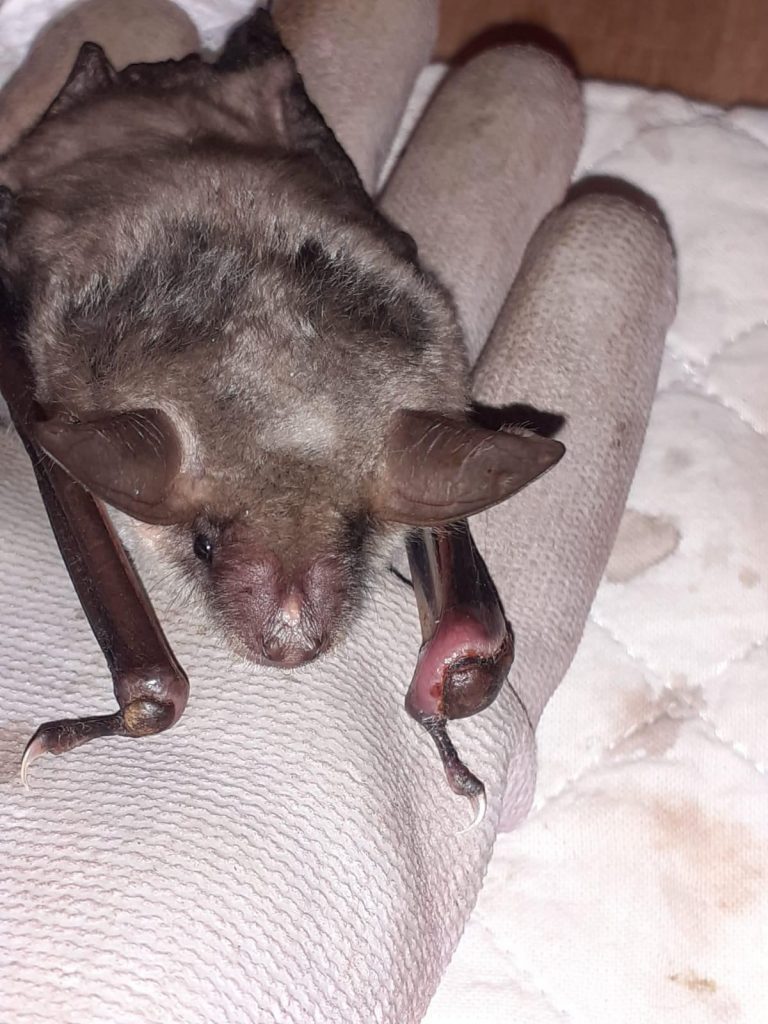 purely decorative image