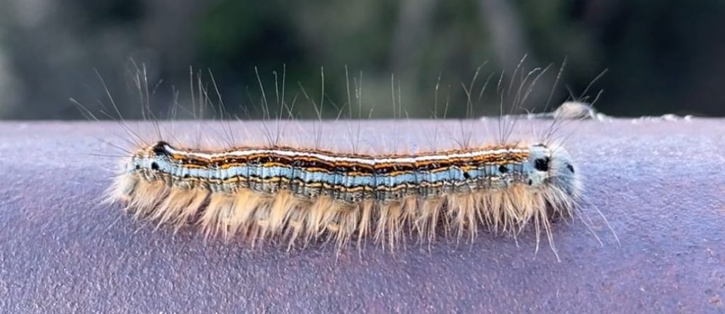 purely decorative image